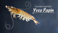 Vidéo Reportage Yves Papin - Crevettes Impériales